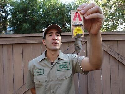 Arlington pest control