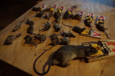 rodent trapping